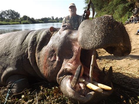 shootersurvey huntersurvey massive mozambique hippo