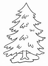 Pine Coloring Tree Pages Trees Evergreen Printable Kids Drawing Life Leaves Print Coniferous Getcolorings Pencil Christmas Color Getdrawings Forest Drawings sketch template