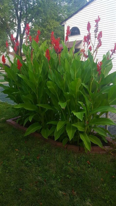 lots  giant red canna lily bulbs beautiful red flowers  total