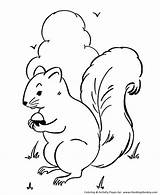 Coloring Pages Squirrel Wild Animal Animals Squirrels Nuts Kids Gather Activity Print Sheet Nut Fun Outlines sketch template