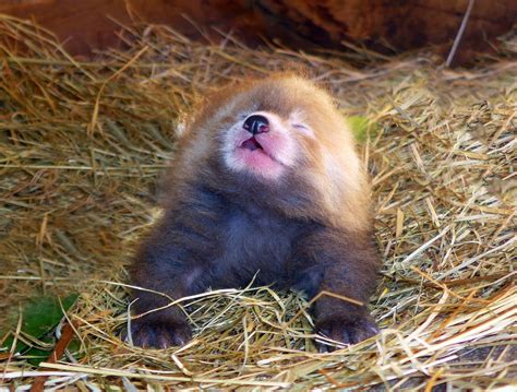 rare red panda born  dutch safari park dutchnewsnl