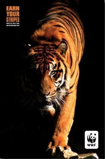 world wildlife fund tiger ~ wall poster tiger art prints and posters big cats pictures