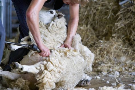 sheep shearing     wool   sheep