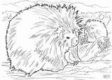Coloring Porcupine Pages Porcupines Two Printable Coloringbay Animals Results Categories Large sketch template