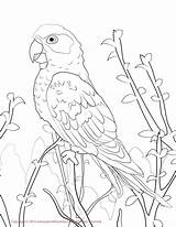 Conure Sun Coloring Drawing Pages Bird Color Draw Lovebird Print Printable Drawings 1275 36kb Getdrawings Getcolorings sketch template