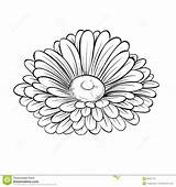 Aster Gerber Outlines Monochrome Flowers Isolated Stencil sketch template