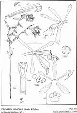 Jimenez Amo Hágsater Epidendrum Thompsonii Dodson Subgroup Andean Herbaria 1999 Drawing Type Website Group sketch template