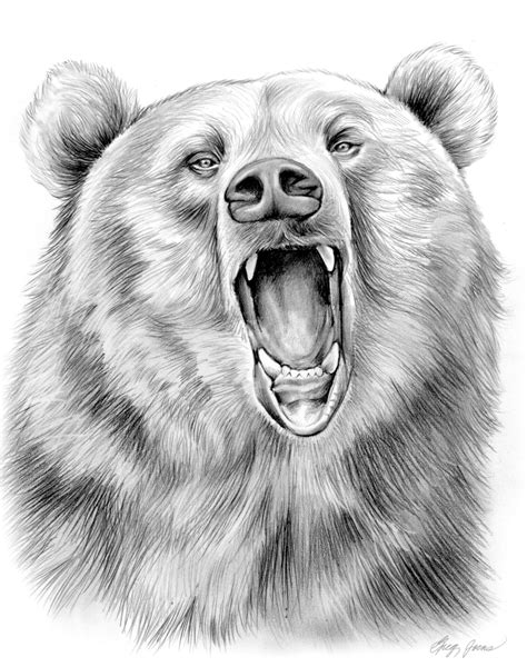 sketch   day grizzly bear