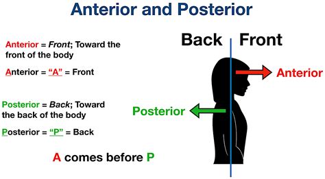 anterior definition anatomy