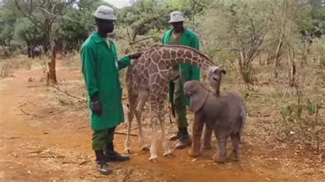 an orphaned elephant and giraffe became best friends
