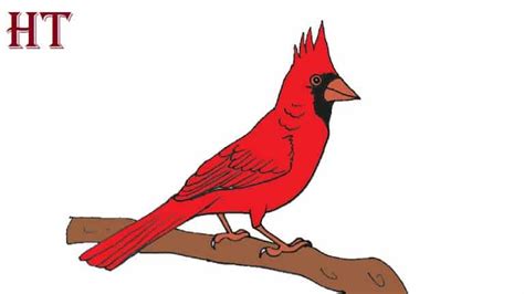 draw  northern cardinal bird drawing easy