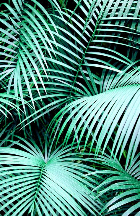 tropical palm leaf wallpaper  images