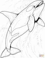 Orca Davemelillo sketch template