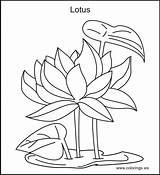 Coloring Lotus Flower Pages Printable Popular Coloringhome sketch template