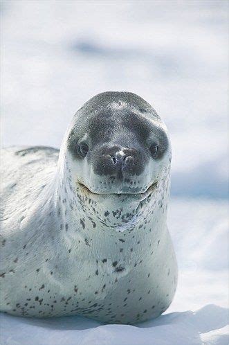 leopard seals scariest seal  existence  awesome  op leopard seal favorite