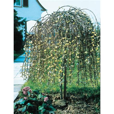 shop 8 75 gallon pink weeping pussy willow tree feature shrub lw01654