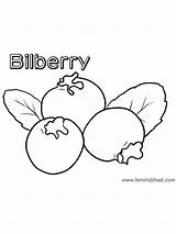 Bilberry sketch template