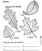Coloring Leaf Leaves Pages Printable Tree Print Arbor Color Trees Kids Sheets Types Colouring Sheet Fall Printables Large Elm Worksheets sketch template