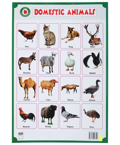 animals domestic farm animals