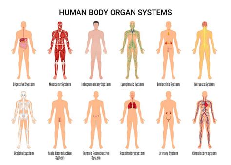 female human body systems