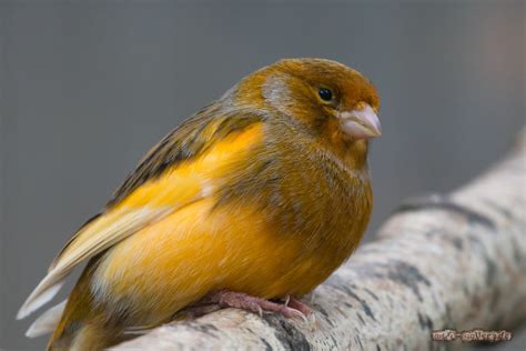 domestic canary  canary good pets birdbaron