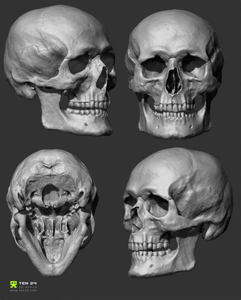 fuck ton of anatomy references reborn a luscious fuck ton of human skull references