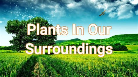 plants   surroundings youtube