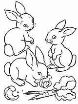 Coloring Pages Baby Farm Animals Kids Printable Animal Rabbit Bunny Rabbits Bunnies Easter Vegetable Printables sketch template