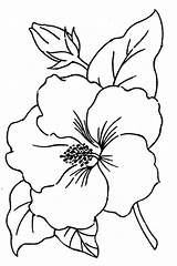 Bunga Raya Mewarna Hibiscus Alamy Pekeliling Dapatkan Segera Cetakkan Boleh Ambil sketch template