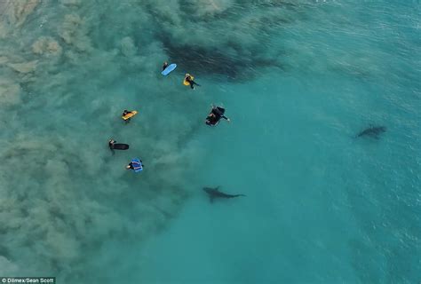 sharks swim dangerously close  children  coast  wa daily mail