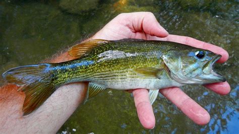 identify   species  black bass wiredfishcom