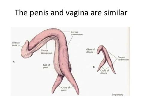 penis arousal video homemade porn