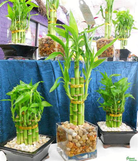 lucky bamboo   potted plants