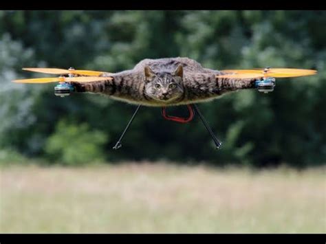 cat  drone youtube