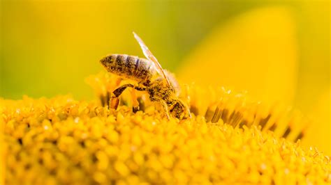 climate change lengthening pollen season   study shows