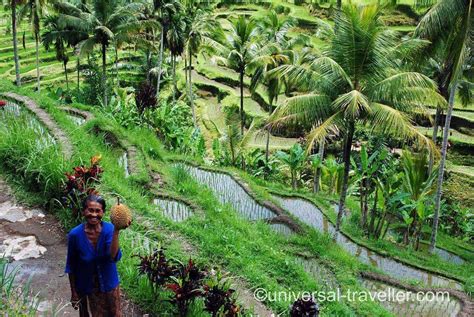 Rice Field Ubud Bali Indonesia Dsc 0112 Universal Traveller Luxury