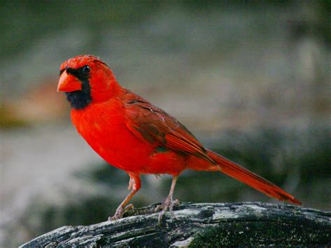 photo cardinal animal bird flight   jooinn