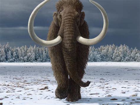 humans hastened extinction  woolly mammoth  national tribune