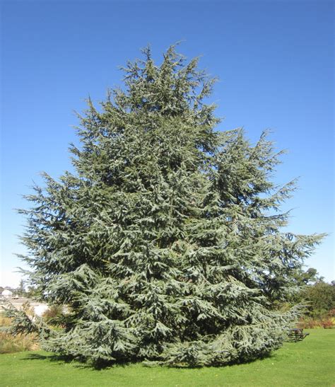 cedars tree guide uk cedar tree identification