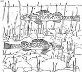 Freshwater 4to40 Aquatic sketch template
