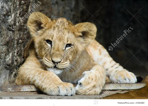 Wildlife Cute Lion Cub Stock Image I1593960 At Featurepics