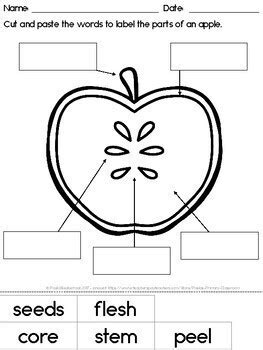 parts   apple diagram  worksheet   paulas primary classroom