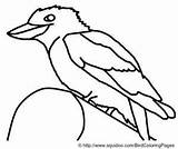 Kookaburra Coloring 32kb 252px sketch template