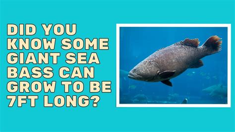 Did You Know Some Giant Sea Bass Can Grow To Be 7ft Long Youtube
