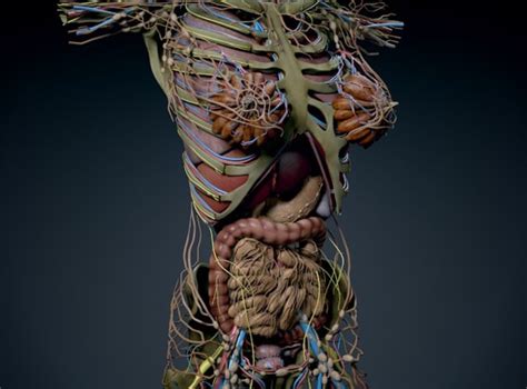 Human Female Torso Anatomy 3d Model Max Obj 3ds Fbx C4d