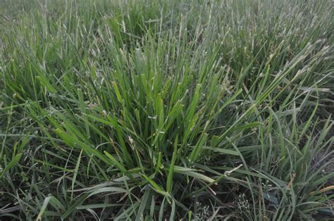 justifying kentucky  tall fescue   equine programs