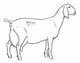 Goat Goats Kanak Kambing Boer Haw Terbaik Lucu Pewarna Koleksi Printablecolouringpages sketch template