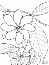 Gardenia Coloring Pages Carinata Supercoloring Flowers Gardenias Printable Drawings Flower Nature Crafts Super Color Lily Para Flores Drawing Colouring Dibujar sketch template