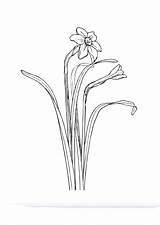 Daffodil Coloring Pages Drawing Flower Edupics Drawings Outline Realistic Choose Board Large sketch template