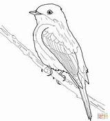 Robin American Coloring Printable Bird Getdrawings Select Category Getcolorings Color sketch template
